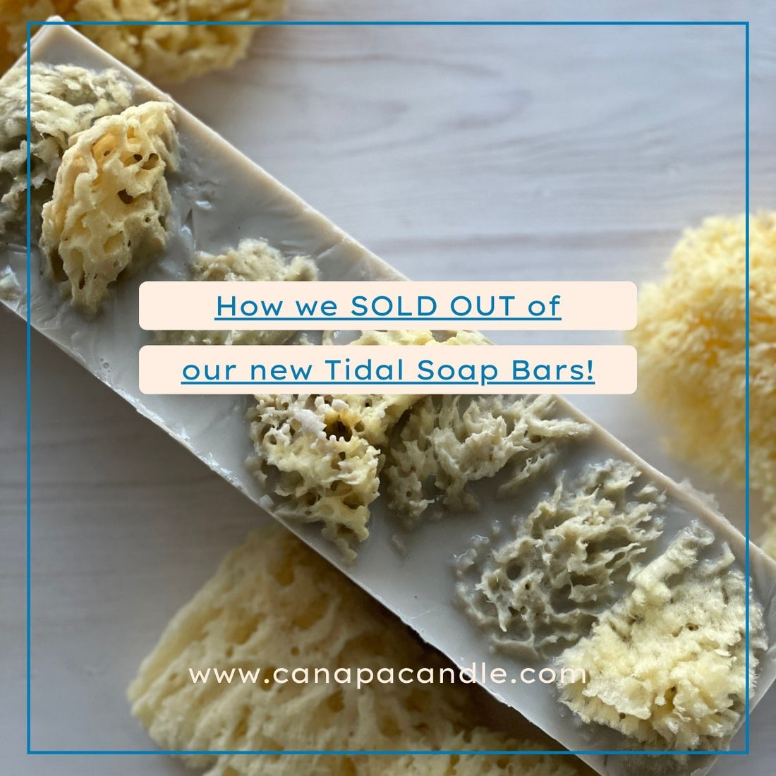 Tidal Sea Sponge Soap Bar from Canapa Candle in Louisbourg, Cape Breton Island